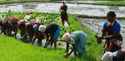 http://im.gifbt.com/in/agri-intex/agri-intex-8005-125x100.jpg