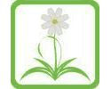 Folk medicine. Health and longevity