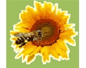 Agro Expo